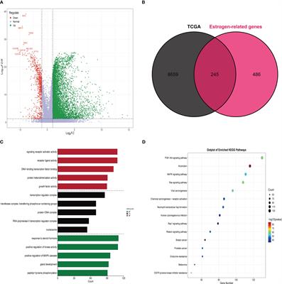 Estrogen-related genes influence immune cell infiltration and immunotherapy response in Hepatocellular Carcinoma